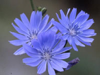 フラワーエッセンス